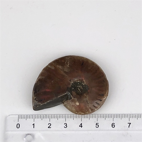 Ammonit Opaliseret